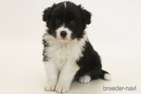 成約済の神奈川県のボーダーコリー-377303